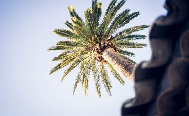 Hollywood-hotel-cannes-palmier-scaled